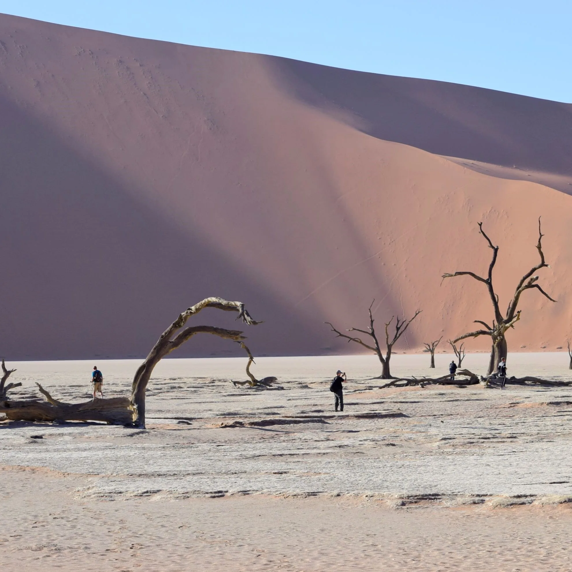 Visitors walking across the white Deadvlei salt pan surrounded by dead camel thorn trees and towering orange dunes