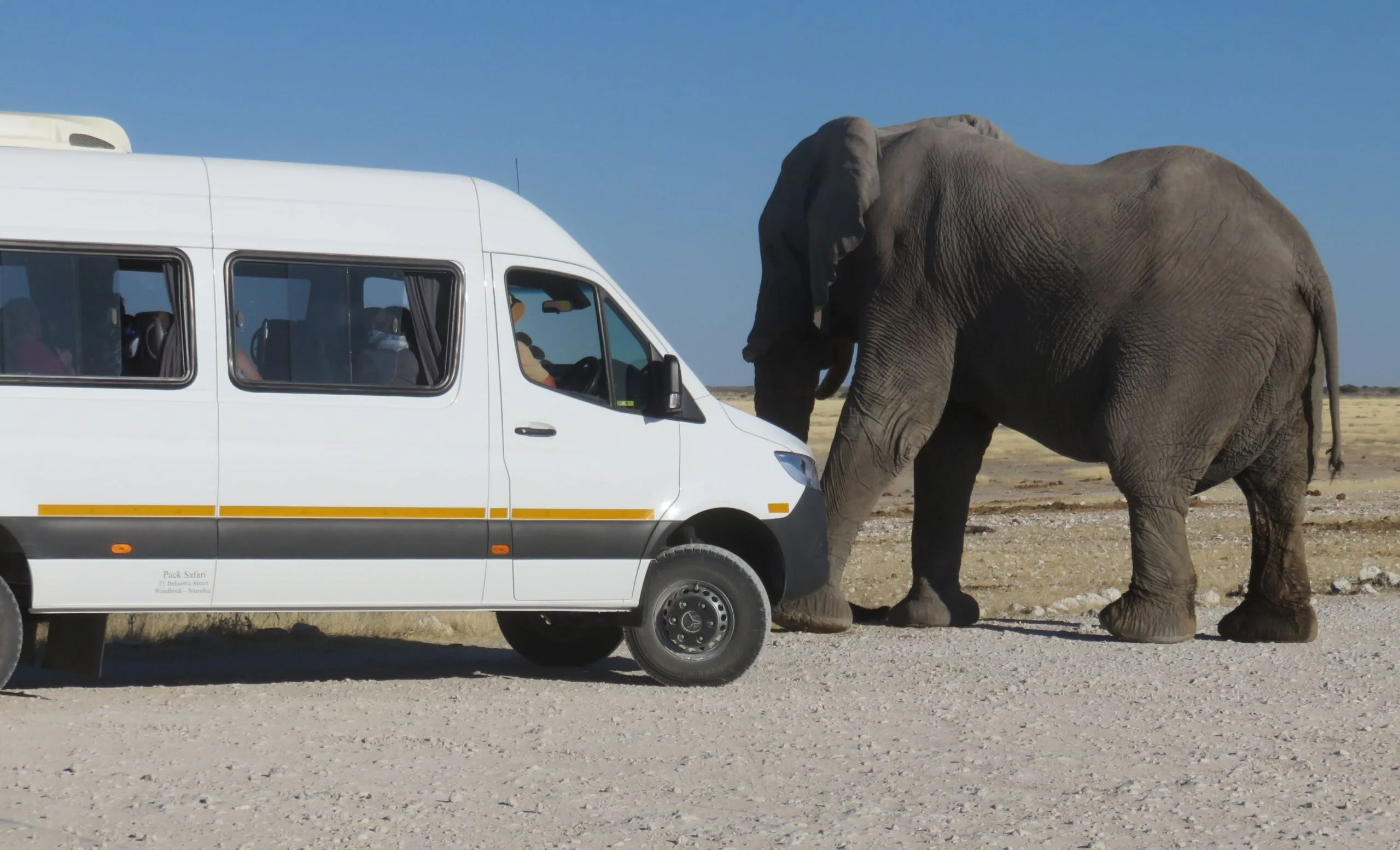 An elephant crosses directly in front of a white Mercedes Sprinter safari van, tourists watching on through the windows