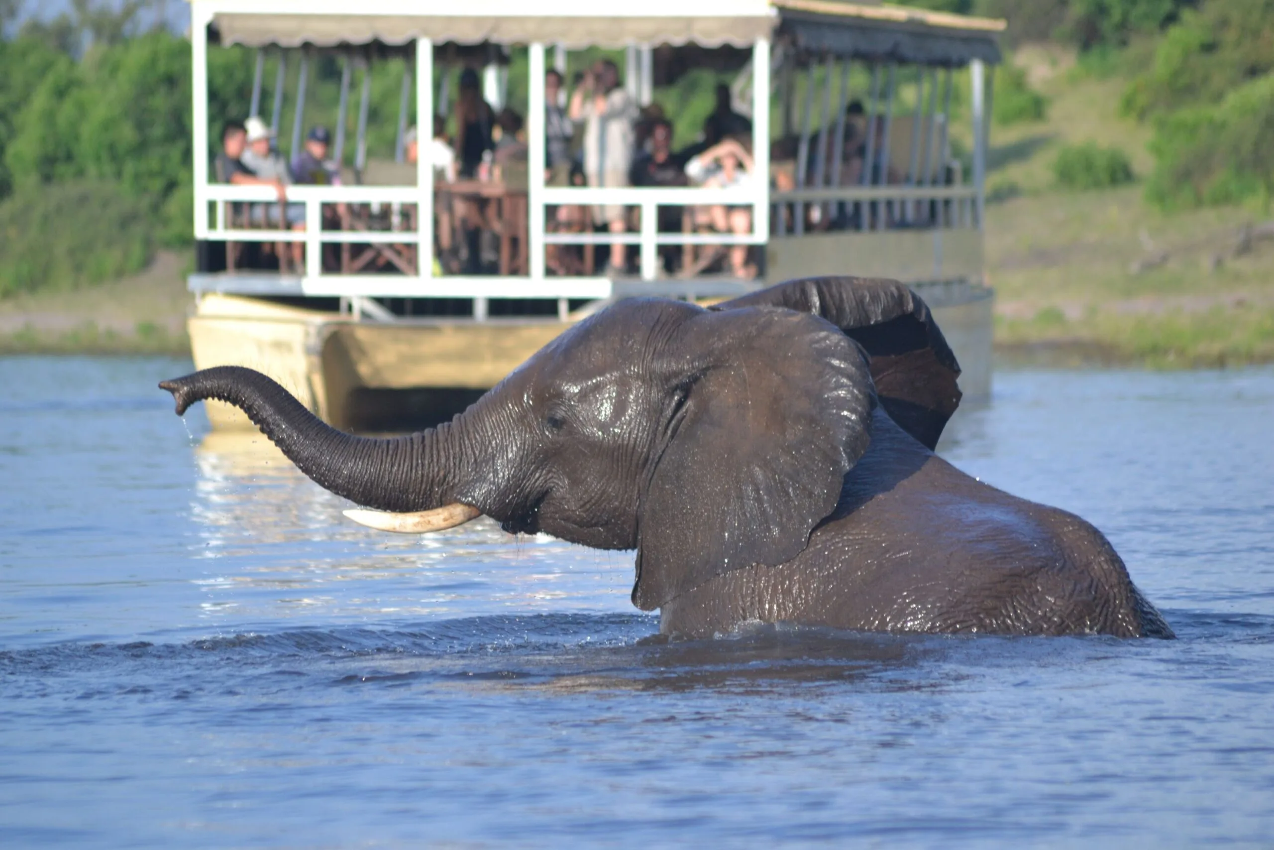 An elephant swimming across the Chobe River while tourists watch from a safari ferry in the background