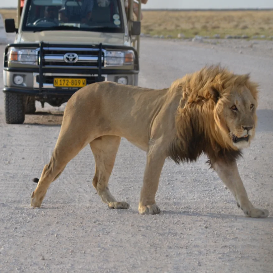 Lion walking past a safari Land Cruiser on the Etosha salt pan at close range
