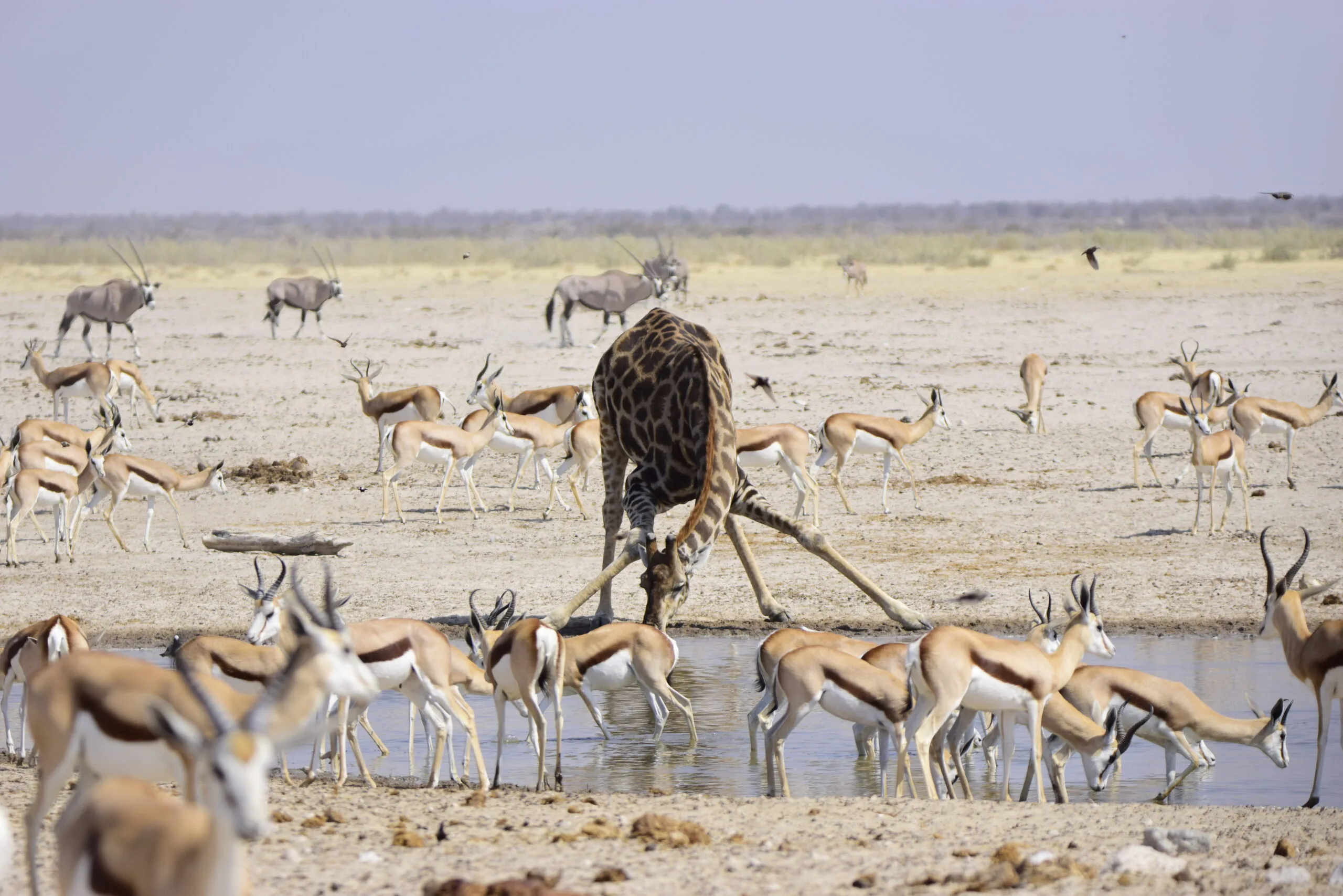 A giraffe drinking at a waterhole surrounded by springbok, with kudu beyond and birds skimming the water surface