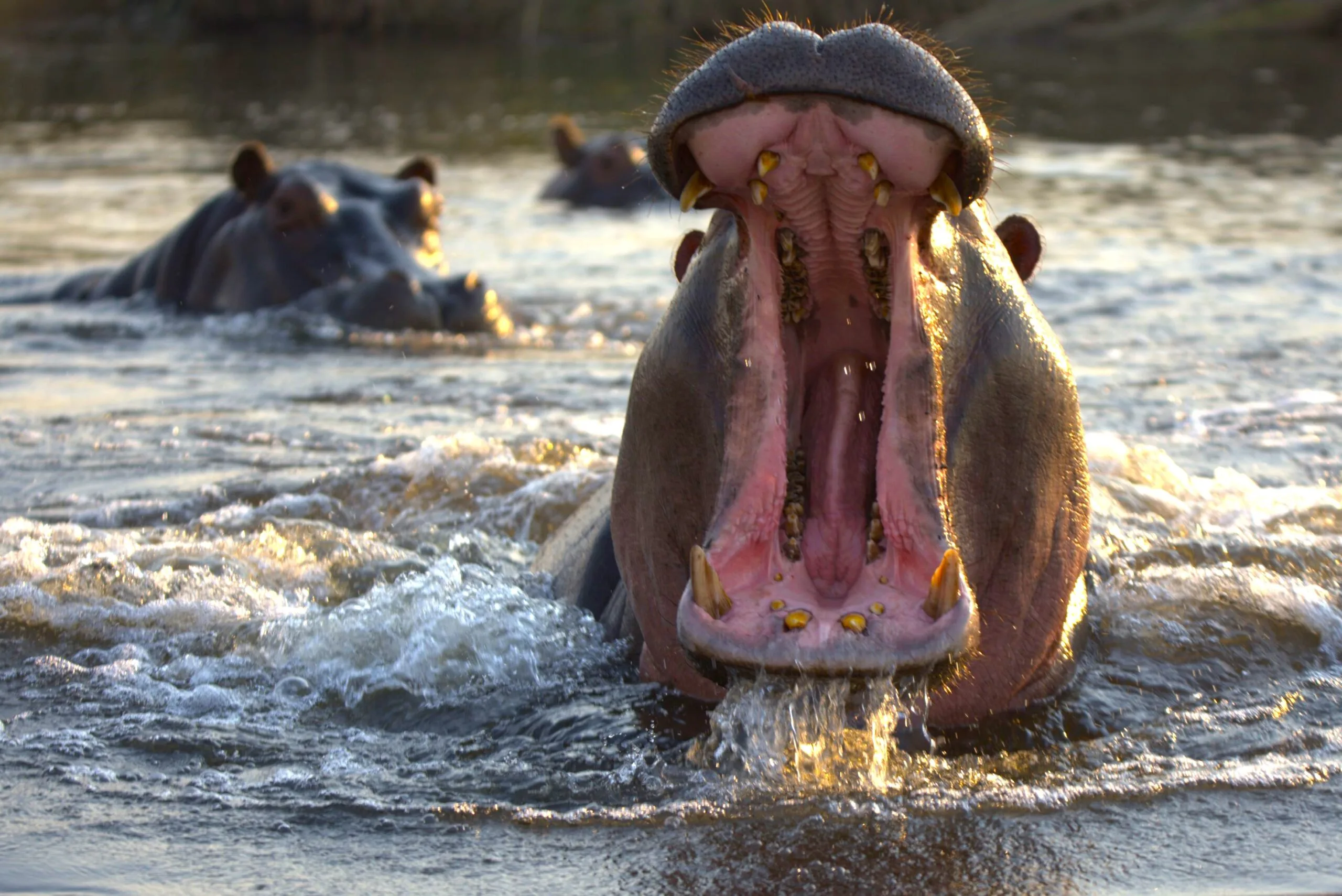 A hippo charging out of the water towards the camera while other hippos watch from the background