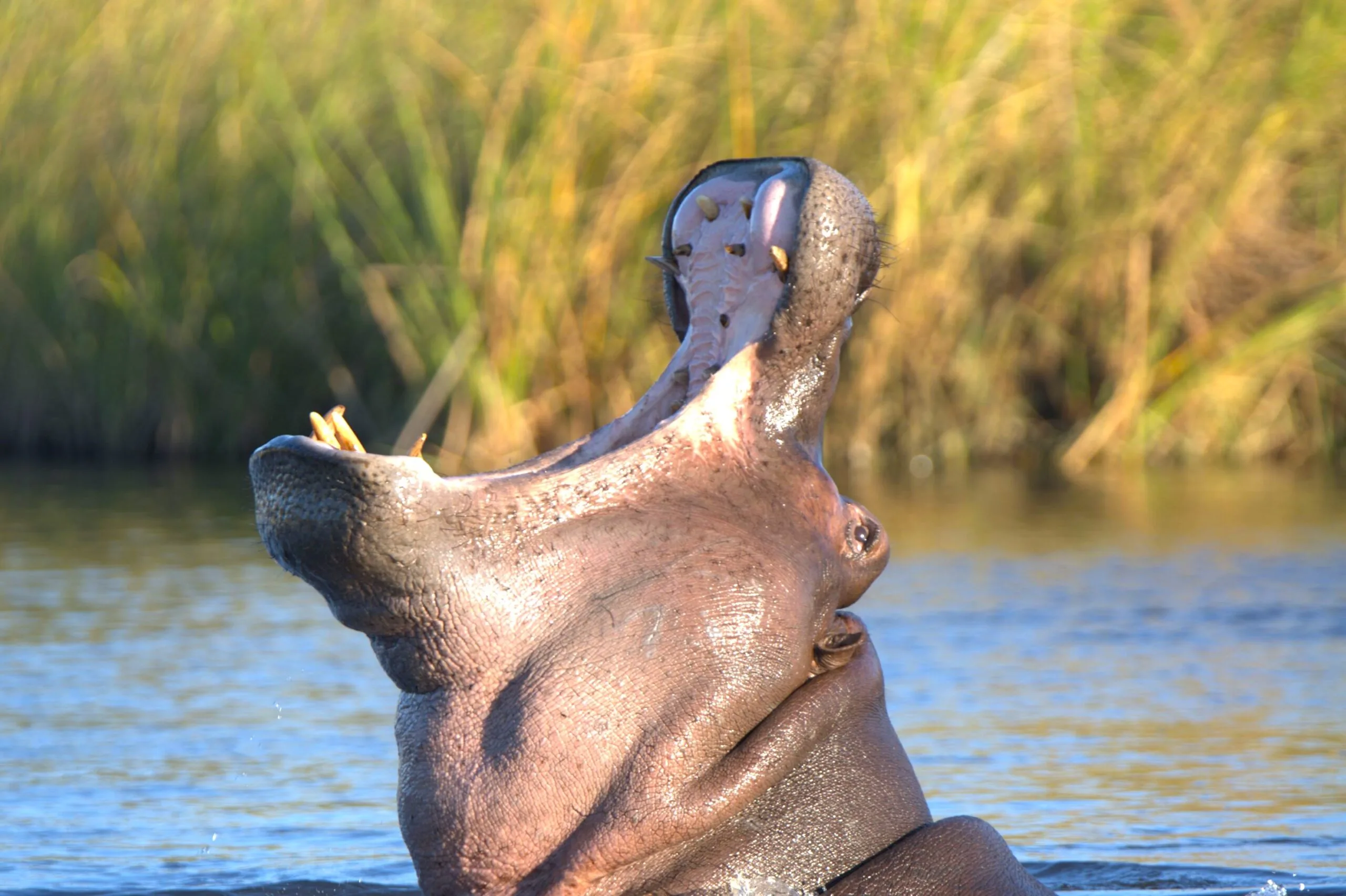 The Hippopotamus — Africa's Most Dangerous Animal
