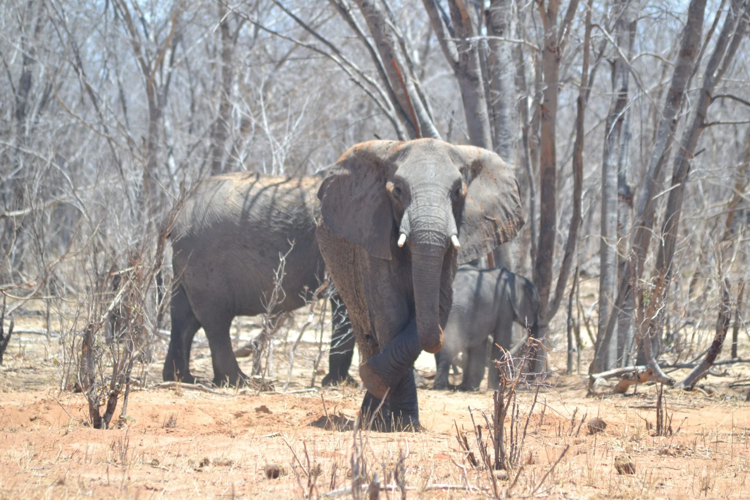 Three elephants in a dry, leafless Hwange forest; the front elephant stands on its hind legs to lift its feet from the scorching ground and faces the camera directly, with a larger adult and a possible infant visible further behind