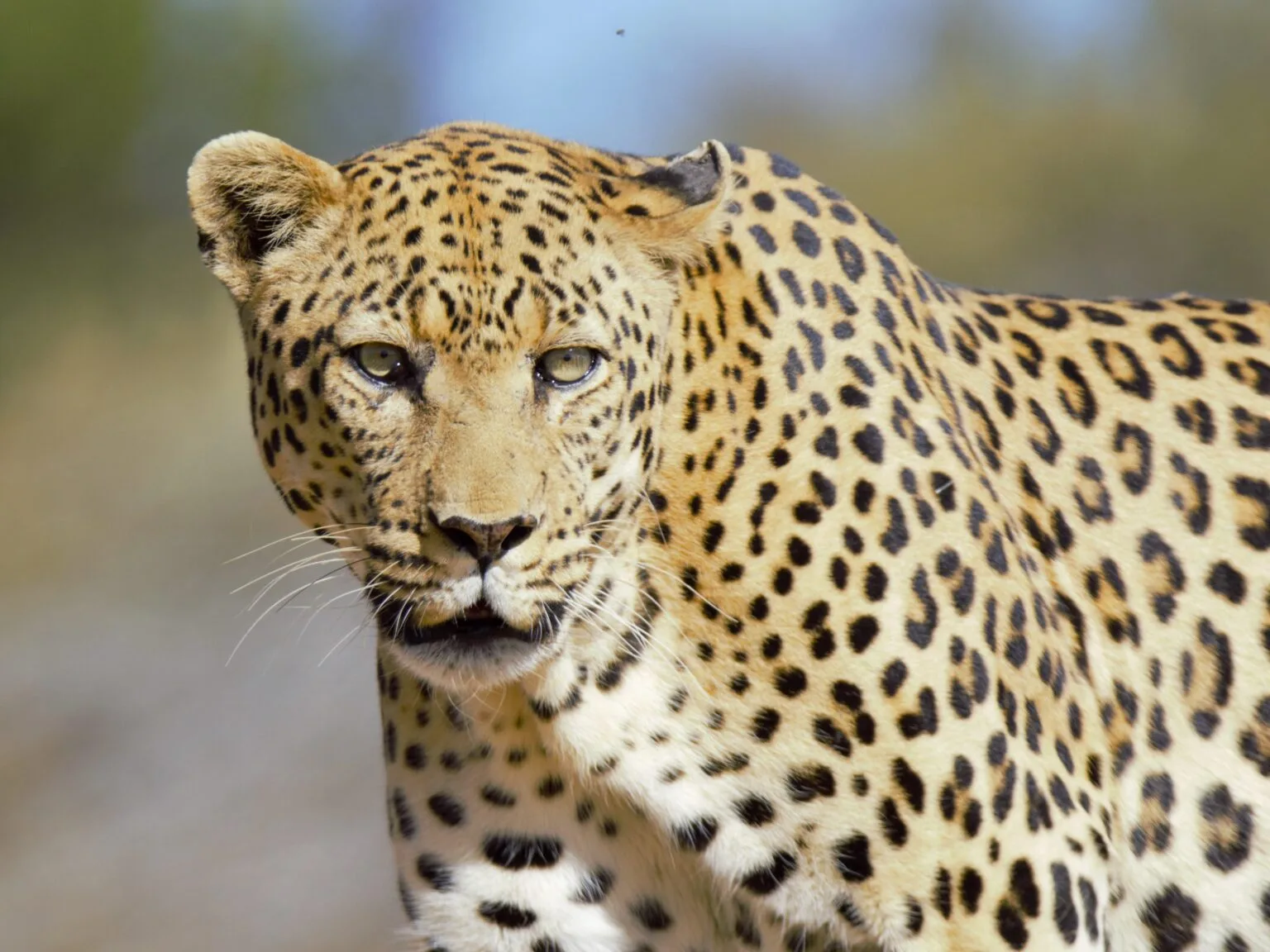 A leopard gazing directly at the camera from the Namibian bush