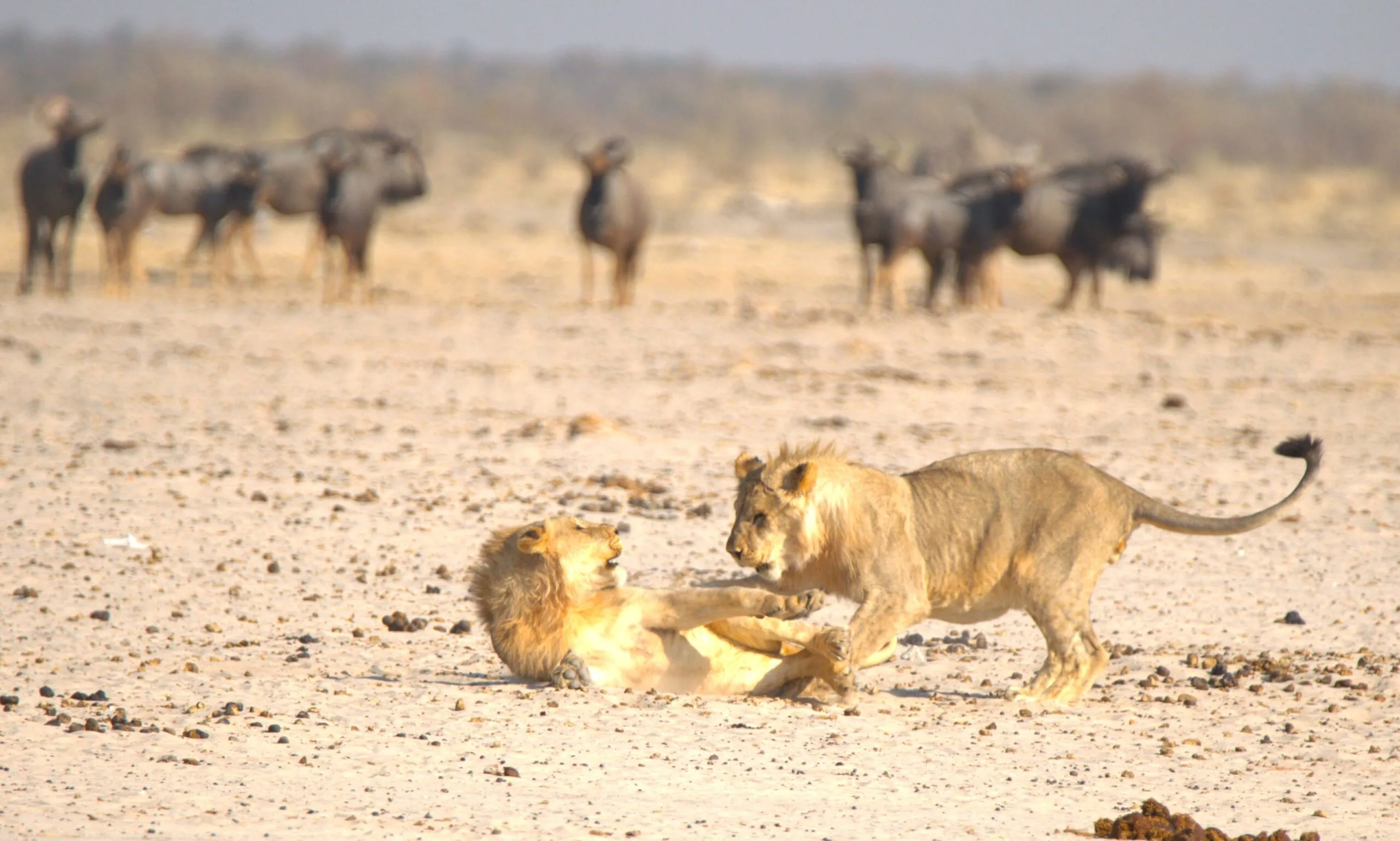 Two lions playing on the African plain while a herd of buffalo watches from the soft-focus background