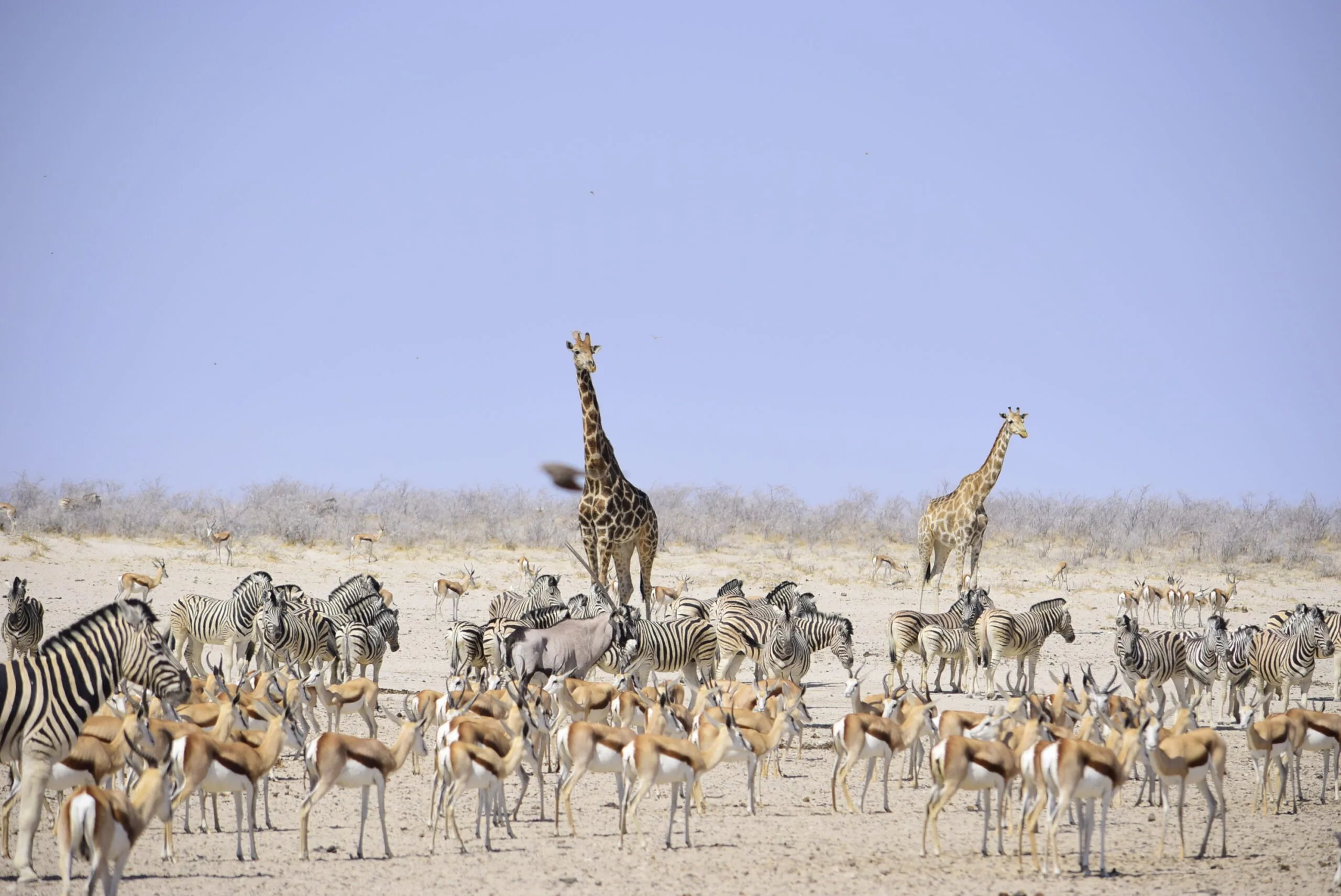 Springbok, kudu and giraffe gathered at a dry waterhole in Namibia