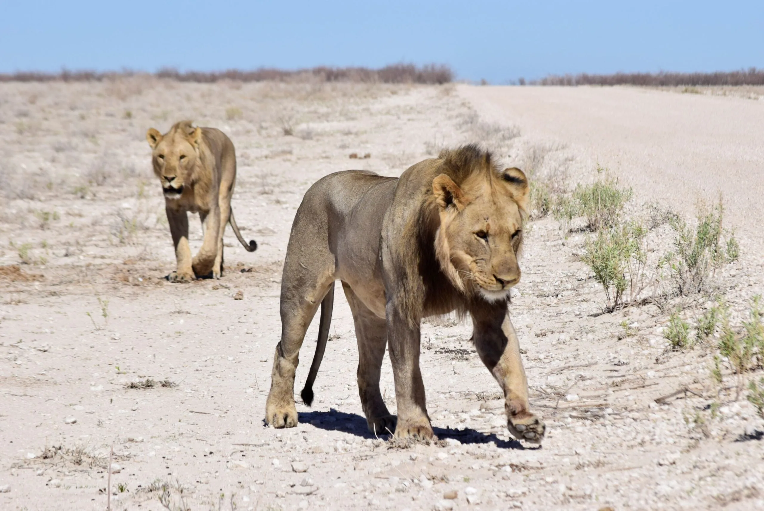 Two male lions resting at the roadside in Etosha National Park, completely unbothered by vehicles